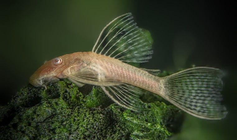 L144 Albino longfin Bristlenose